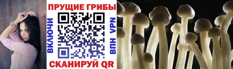 Псилоцибиновые грибы Psilocybe  блэк спрут ссылки  Ишимбай 